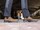 CHAUSSURE GIASCO rf QUARTZ 3