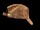 Baseball CUIR HRITAGE