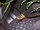 CHAUSSURE GIASCO rf CHEETAH S1P